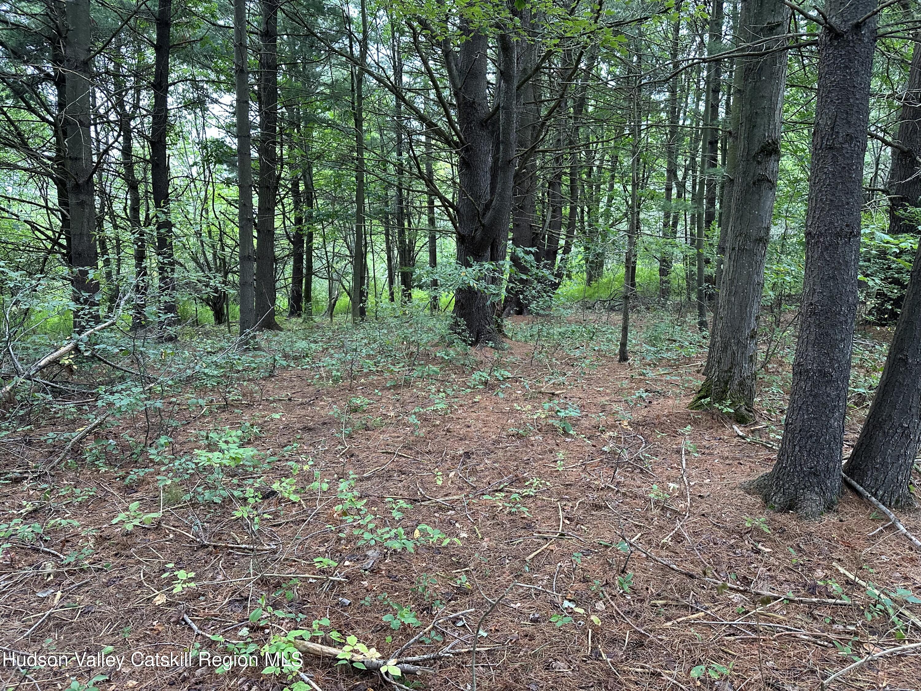 Tbd Todd Road Stamford, NY 12167 - Photo 3 of 23 a view of a forest that has large trees