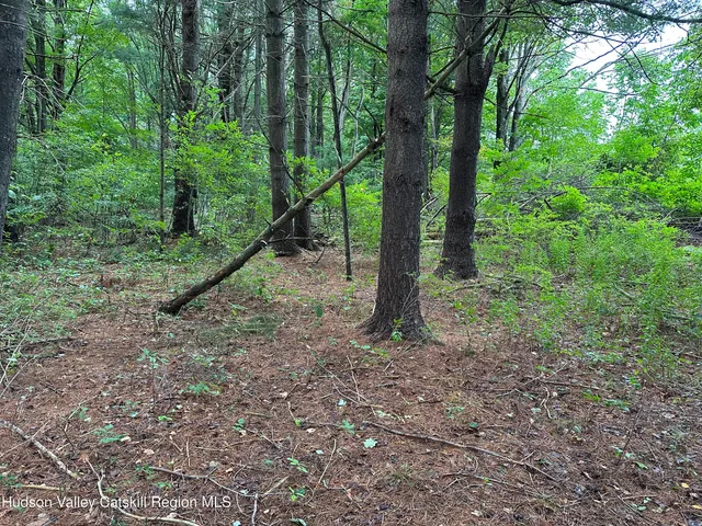 a view of a forest with trees in the background