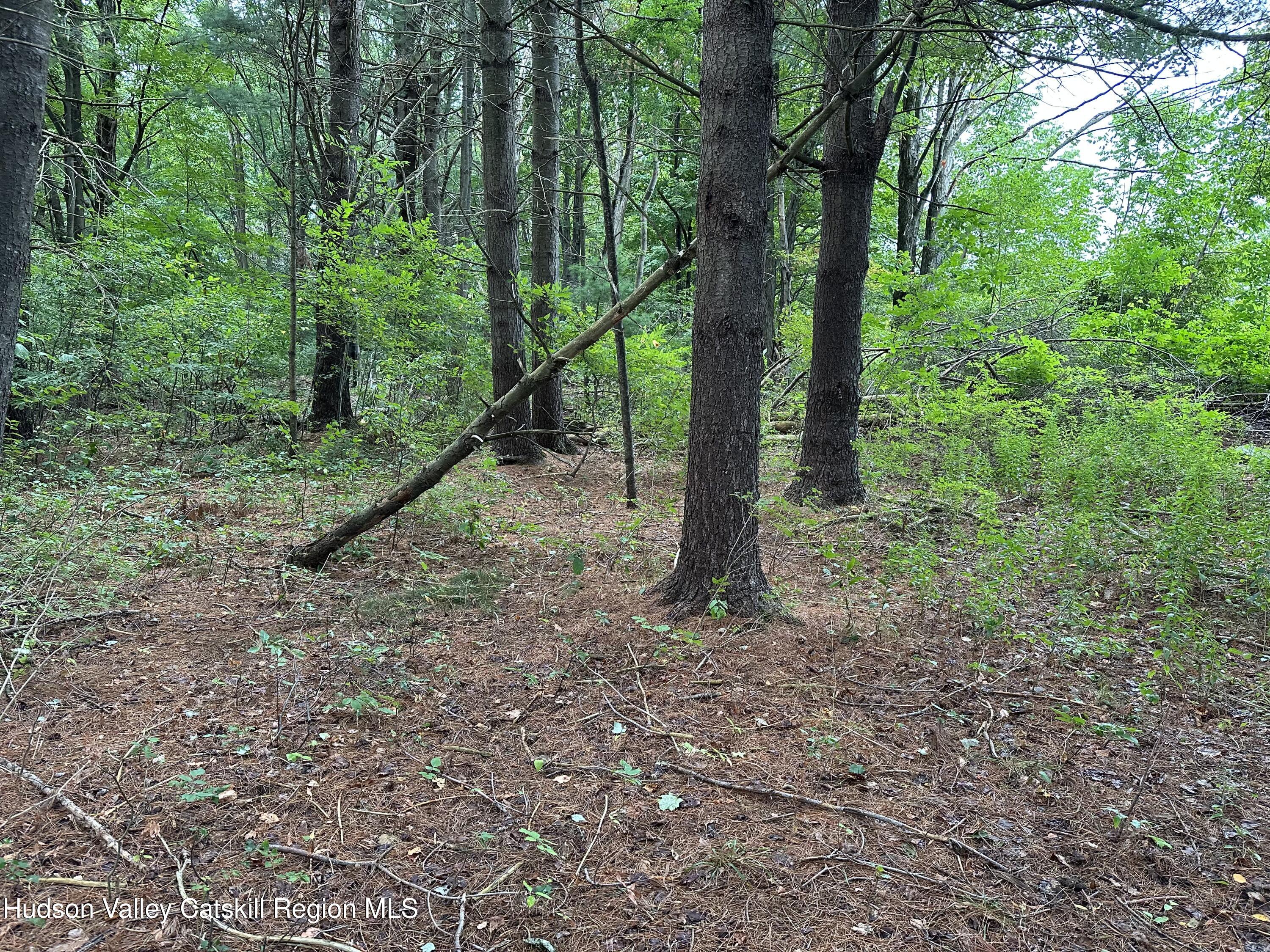 Tbd Todd Road Stamford, NY 12167 - Photo 4 of 23 a view of a forest with trees in the background