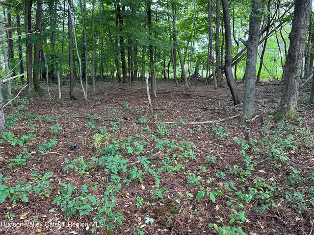 a view of a forest with trees in the background