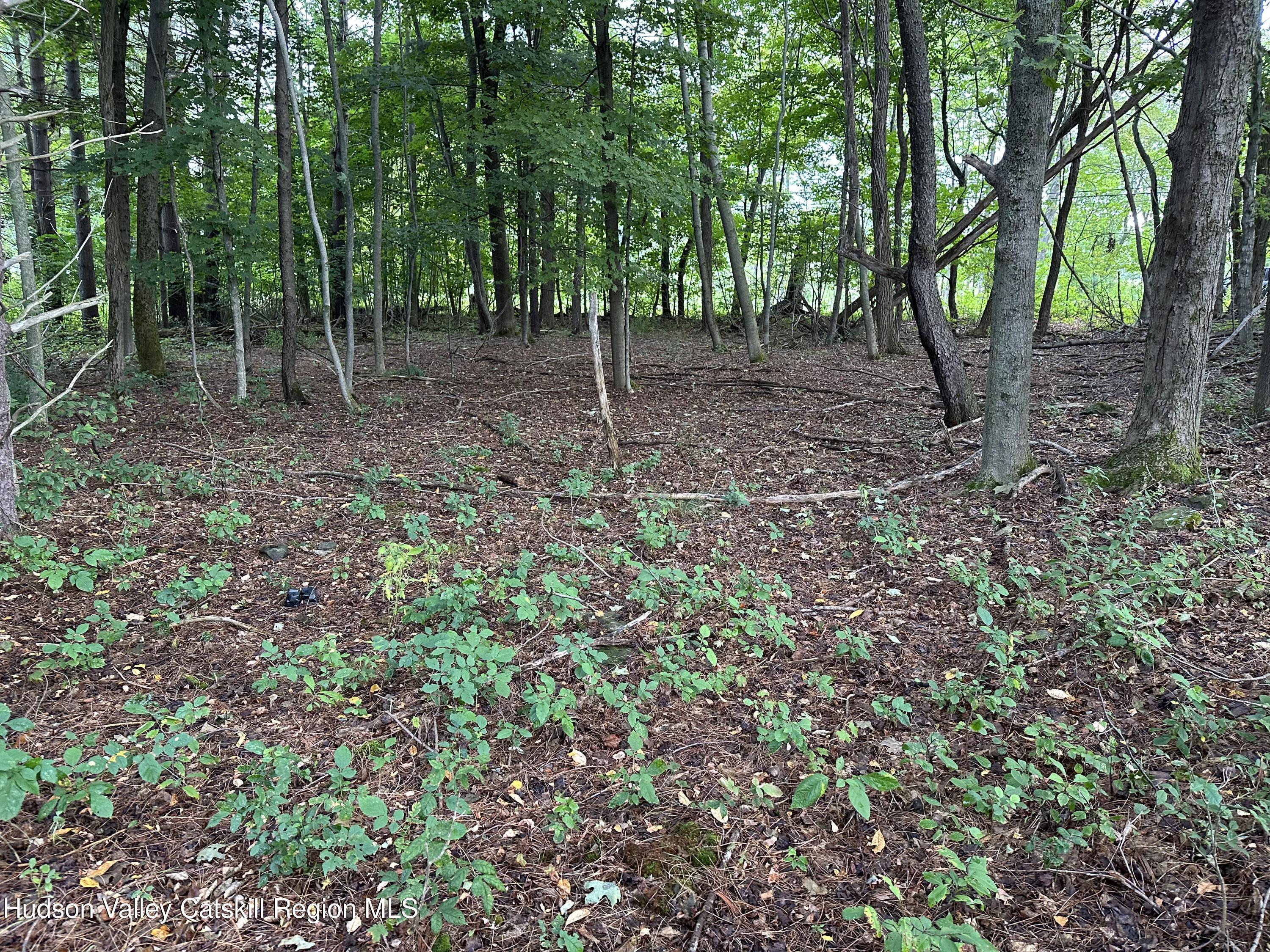 Tbd Todd Road Stamford, NY 12167 - Photo 6 of 23 a view of a forest with trees in the background