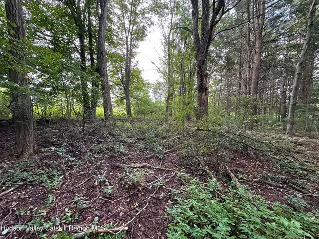 a view of a forest that has large trees
