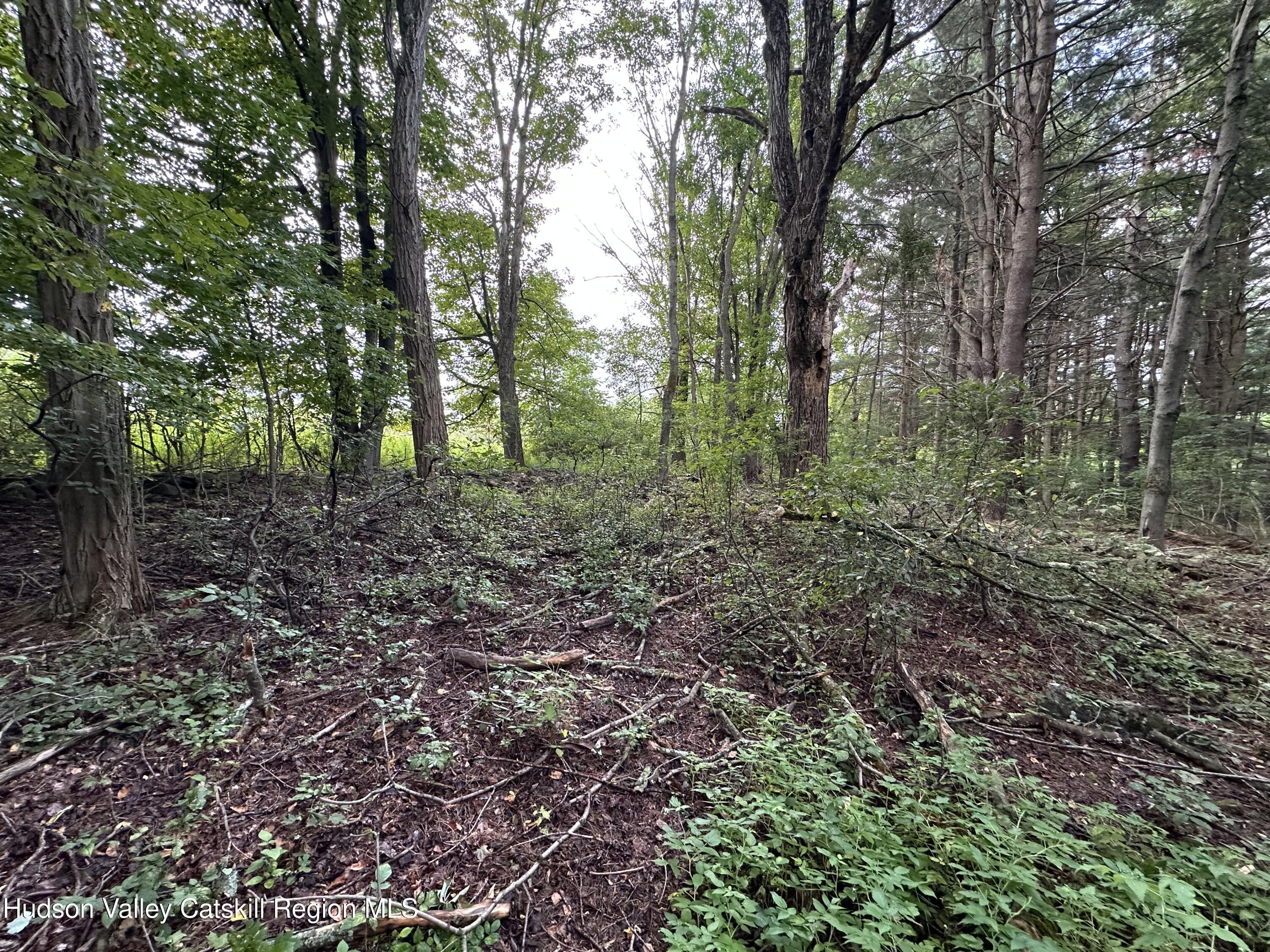Tbd Todd Road Stamford, NY 12167 - Photo 7 of 23 a view of a forest that has large trees