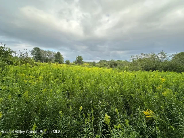 view of a bunch of trees