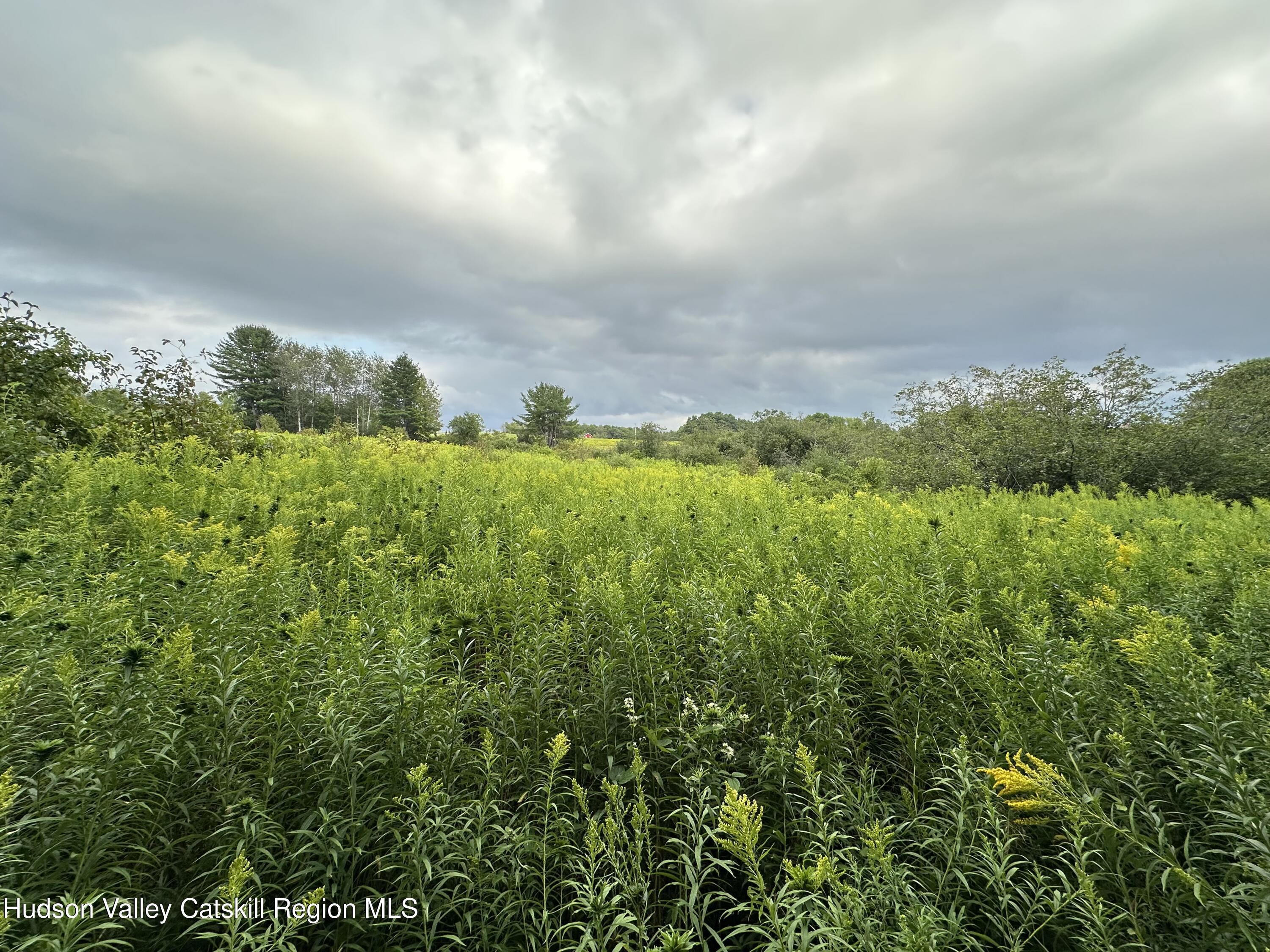 Tbd Todd Road Stamford, NY 12167 - Photo 9 of 23 view of a bunch of trees