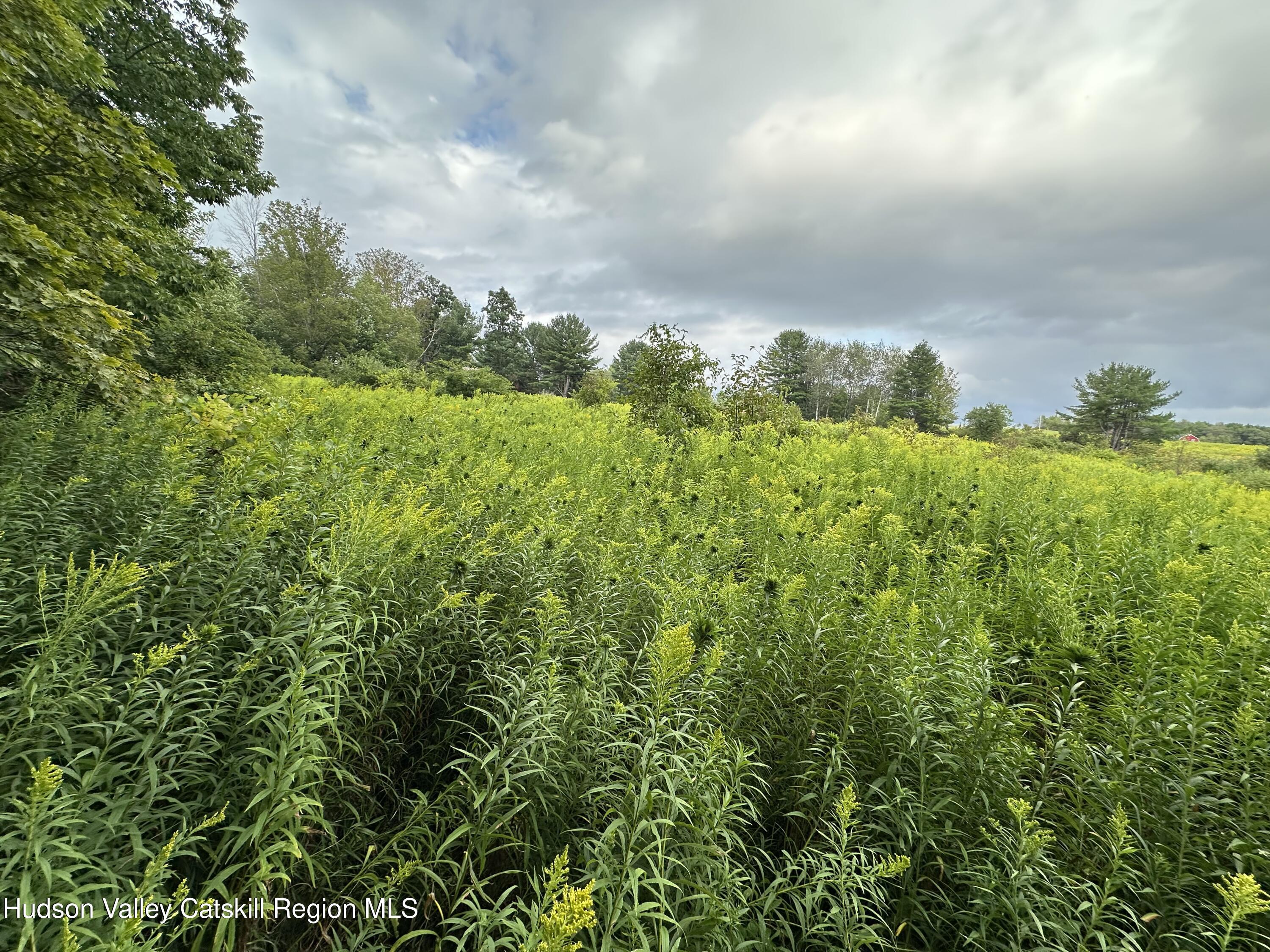 Tbd Todd Road Stamford, NY 12167 - Photo 10 of 23 a view of a bunch of trees in a field
