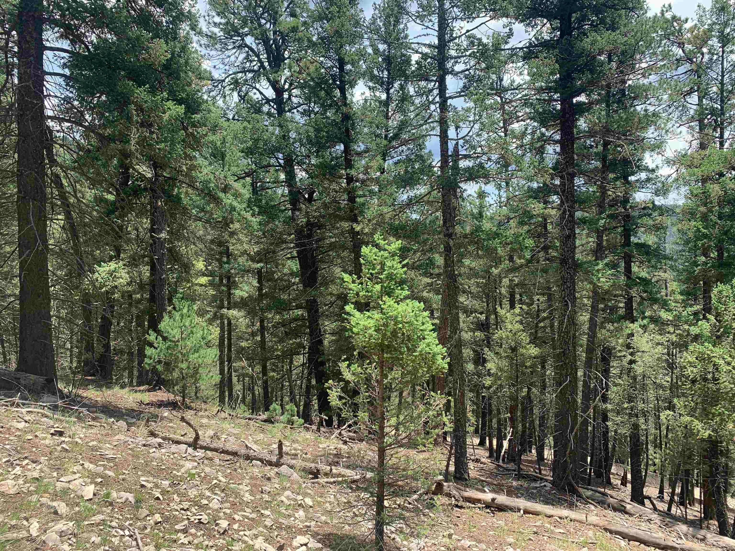 55 Forest View Road Cloudcroft, NM 88317 - Photo 18 of 33 Gallery Image 18