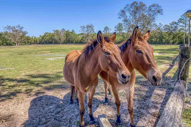 $2,399,000 | 1650 Bear Bay Flats Road, Laurel Hill, FL 32567