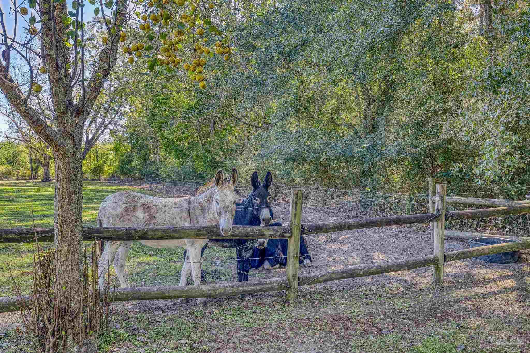 1650 Bear Bay Flats Road Laurel Hill, FL 32567 - Photo 42 of 67