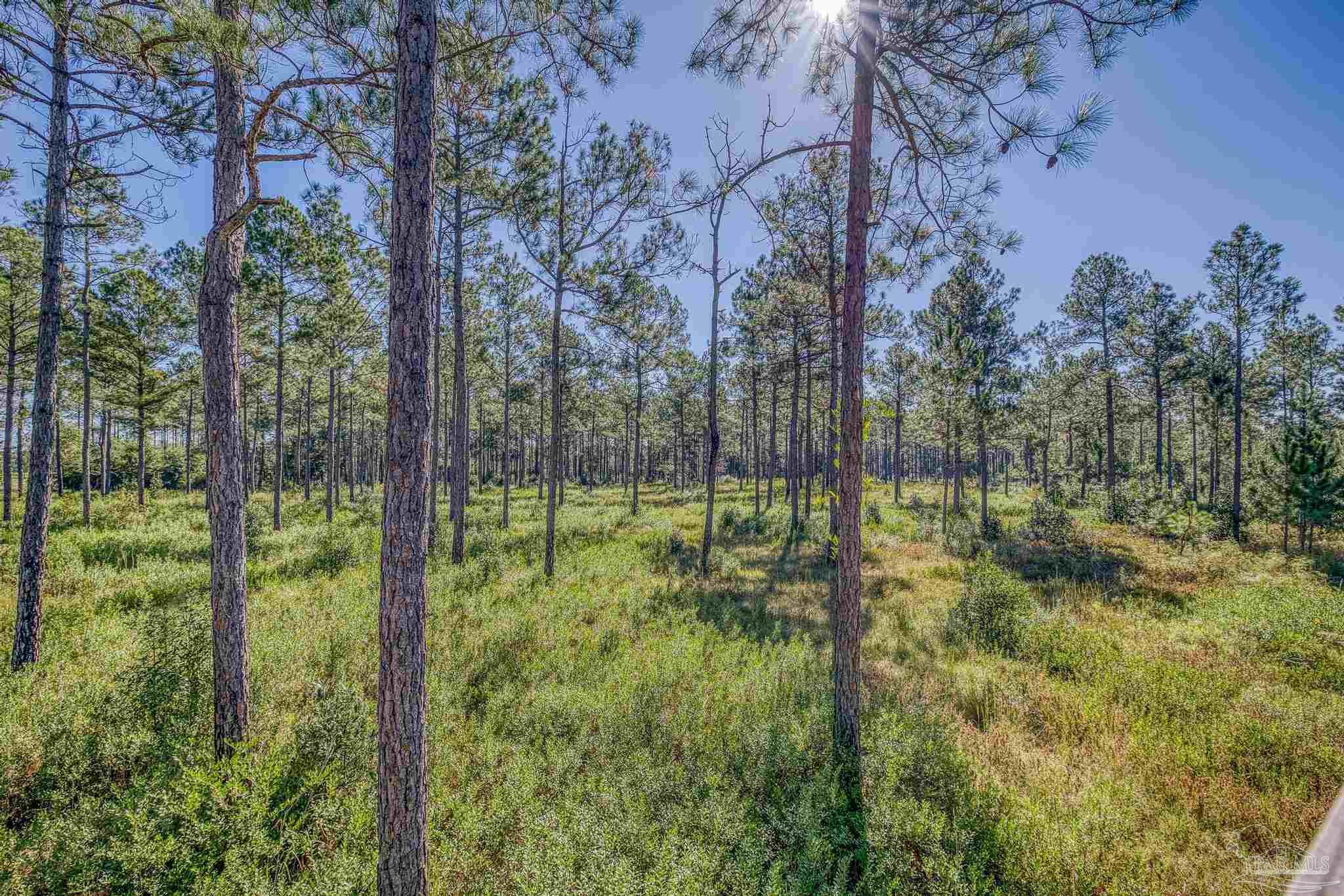 1650 Bear Bay Flats Road Laurel Hill, FL 32567 - Photo 66 of 67