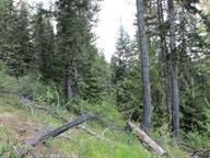 0 Bellinger Road Springdale, WA 99173 - Photo 5 of 15