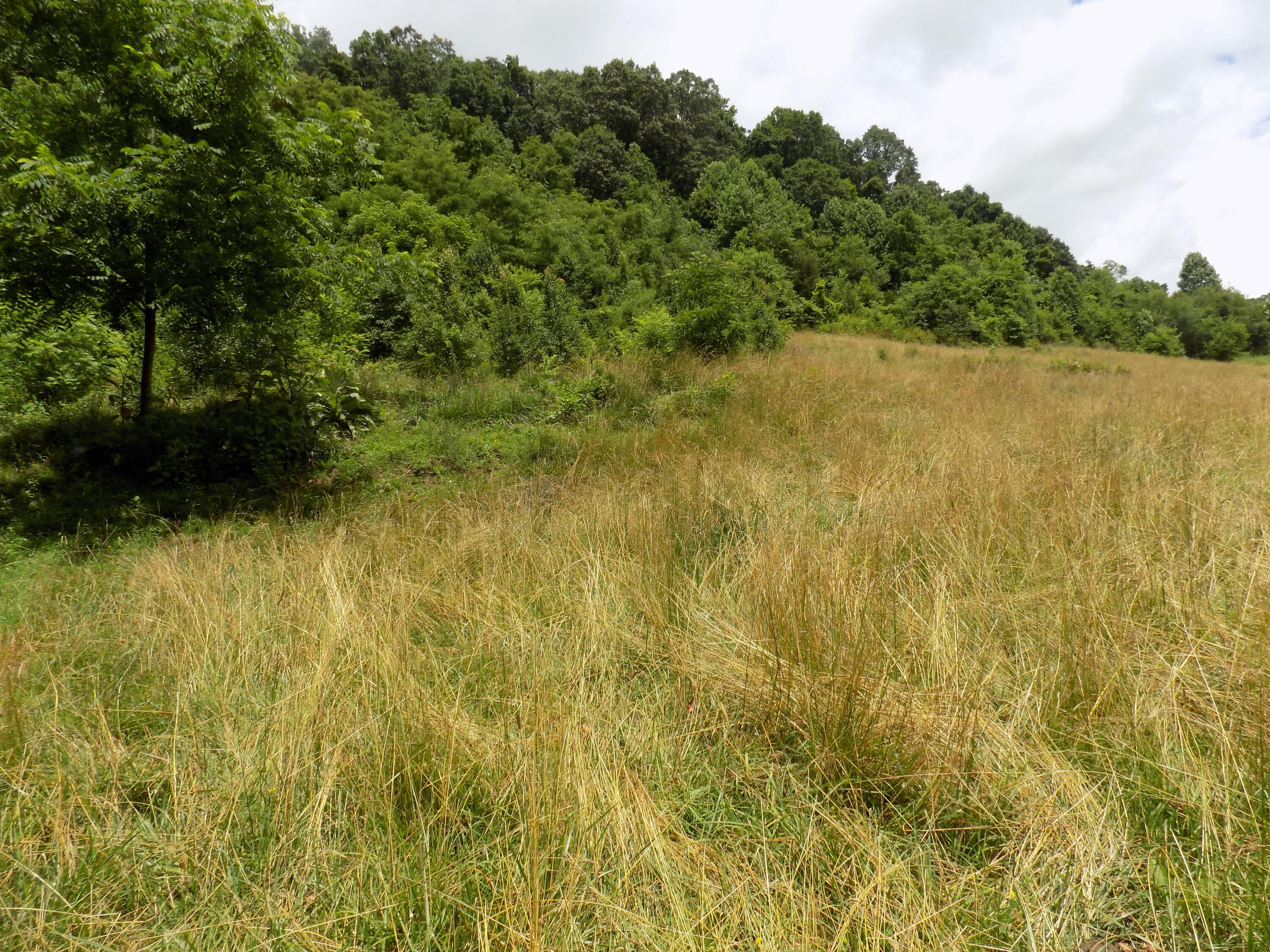 Tbd Cave Springs Road Rogersville, TN 37857 - Photo 11 of 18 DSCN1366