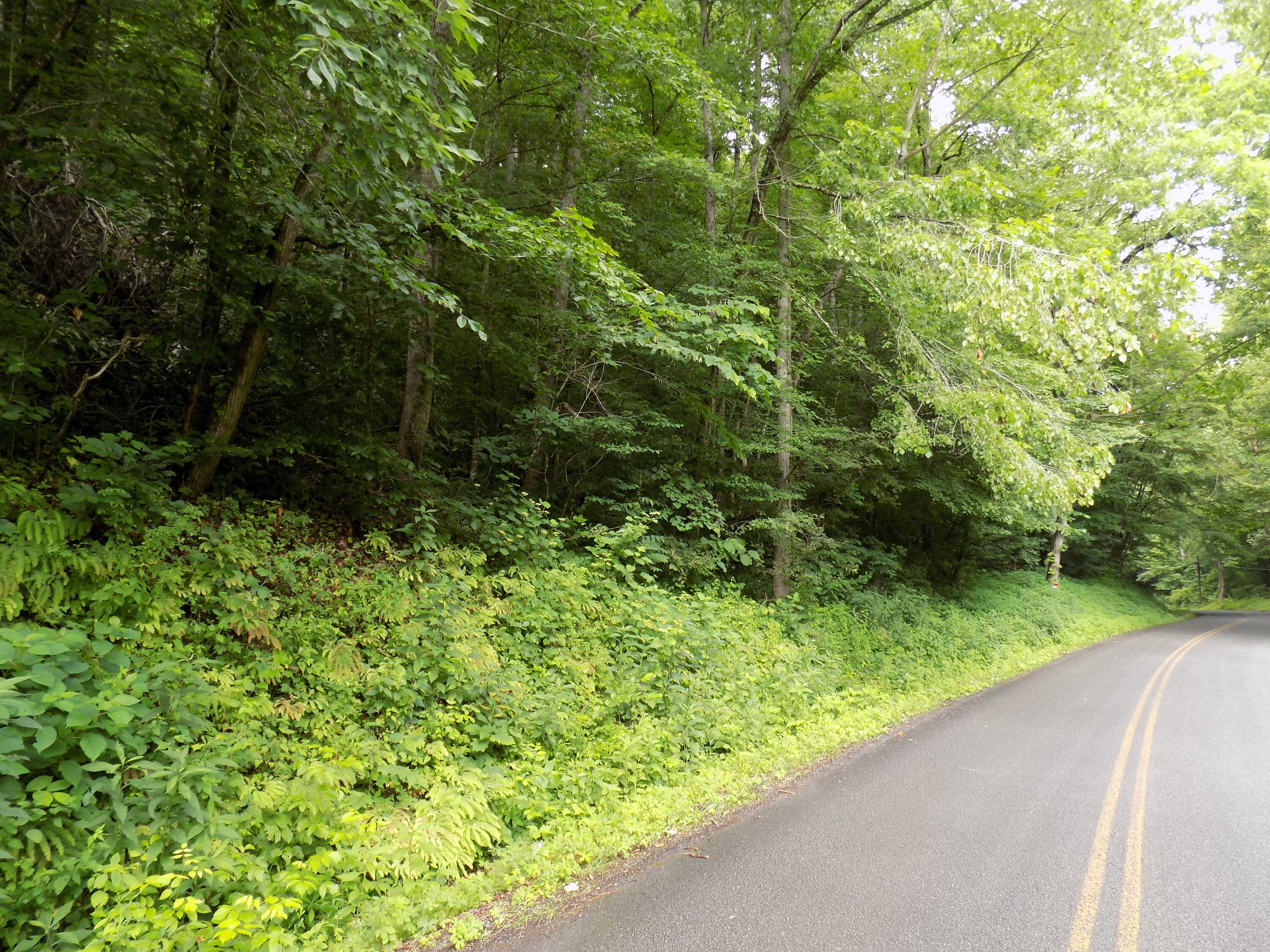 Tbd Cave Springs Road Rogersville, TN 37857 - Photo 14 of 18 DSCN1369