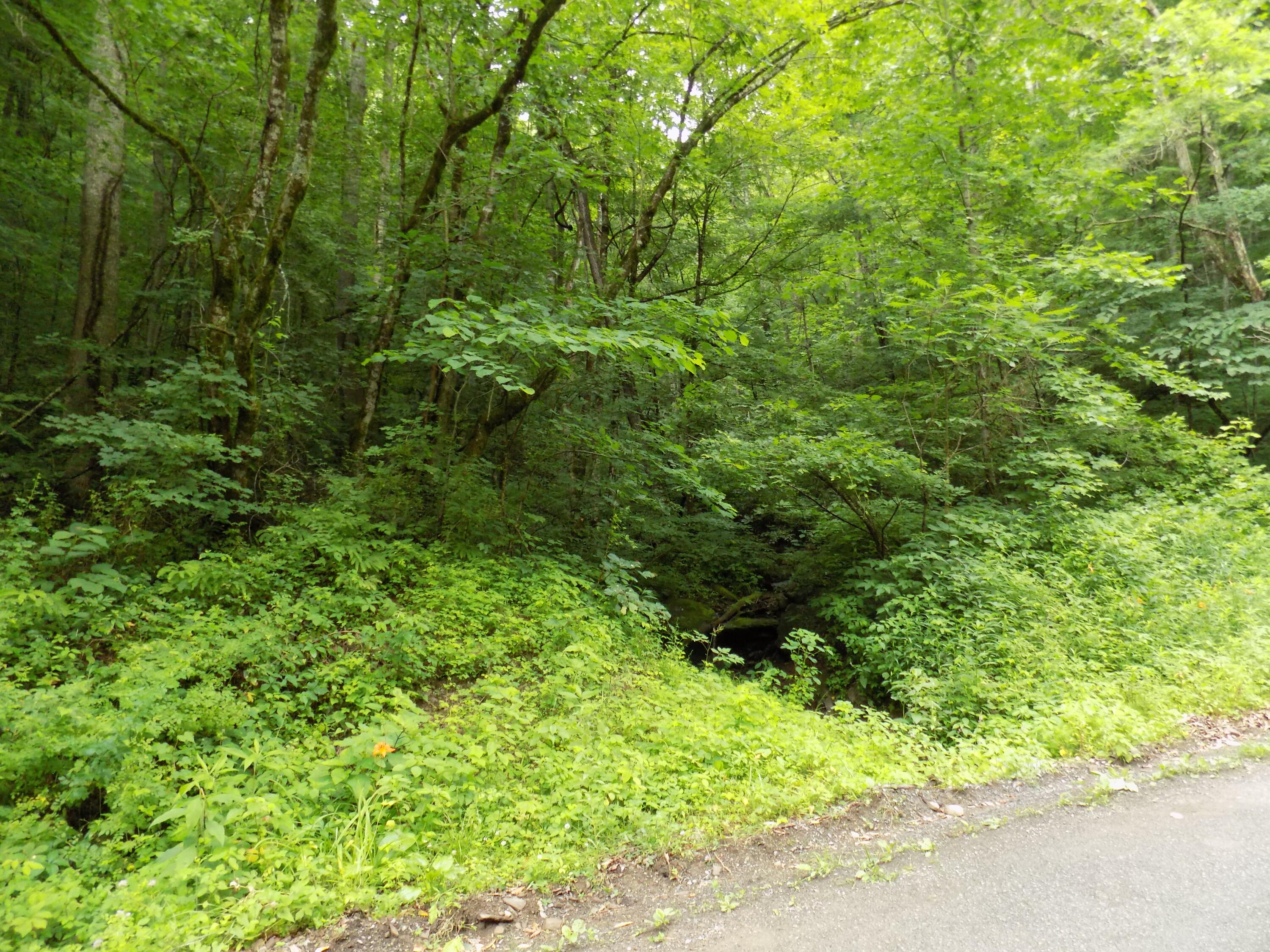 Tbd Cave Springs Road Rogersville, TN 37857 - Photo 16 of 18 DSCN1371