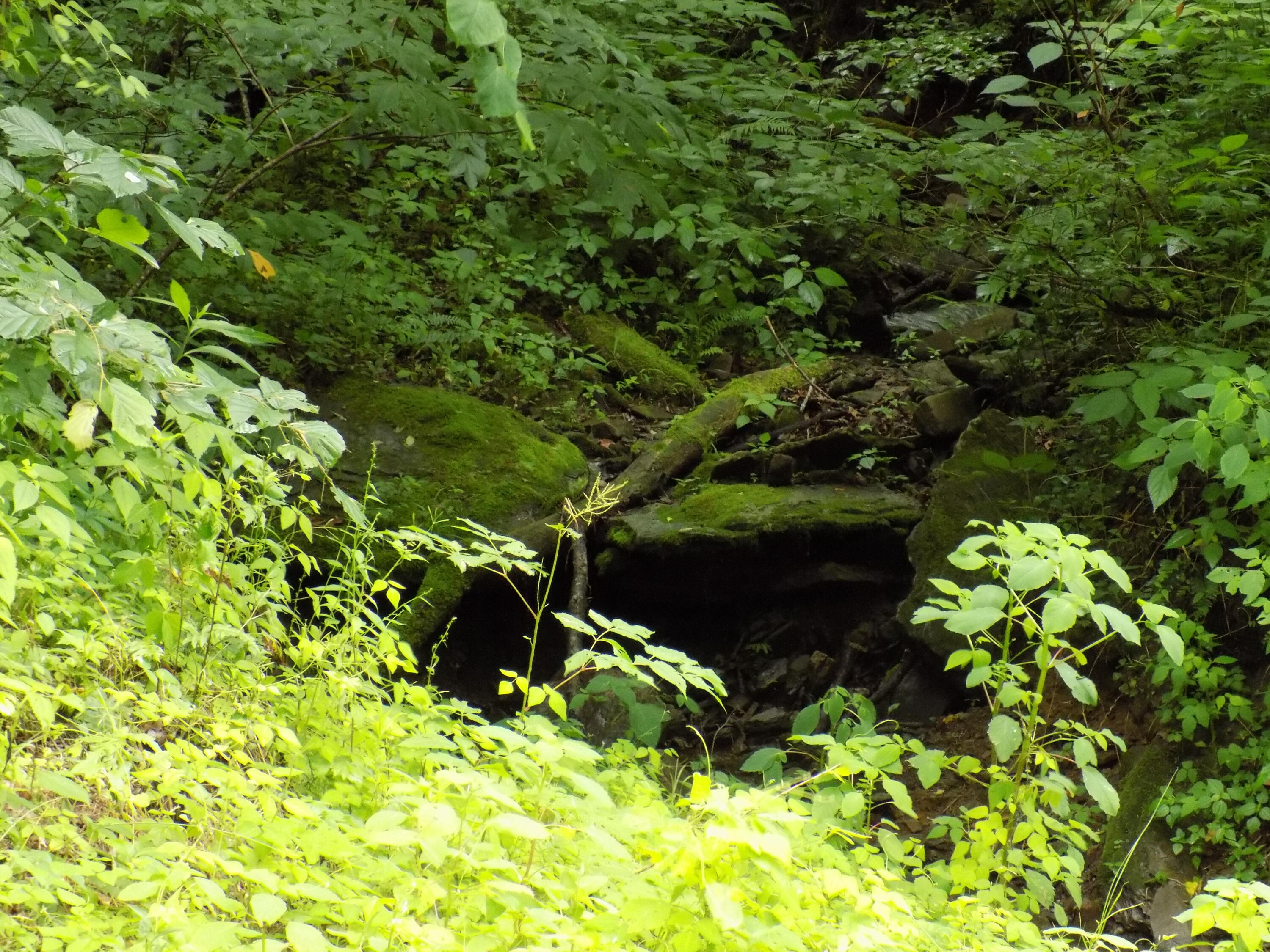 Tbd Cave Springs Road Rogersville, TN 37857 - Photo 17 of 18 DSCN1372