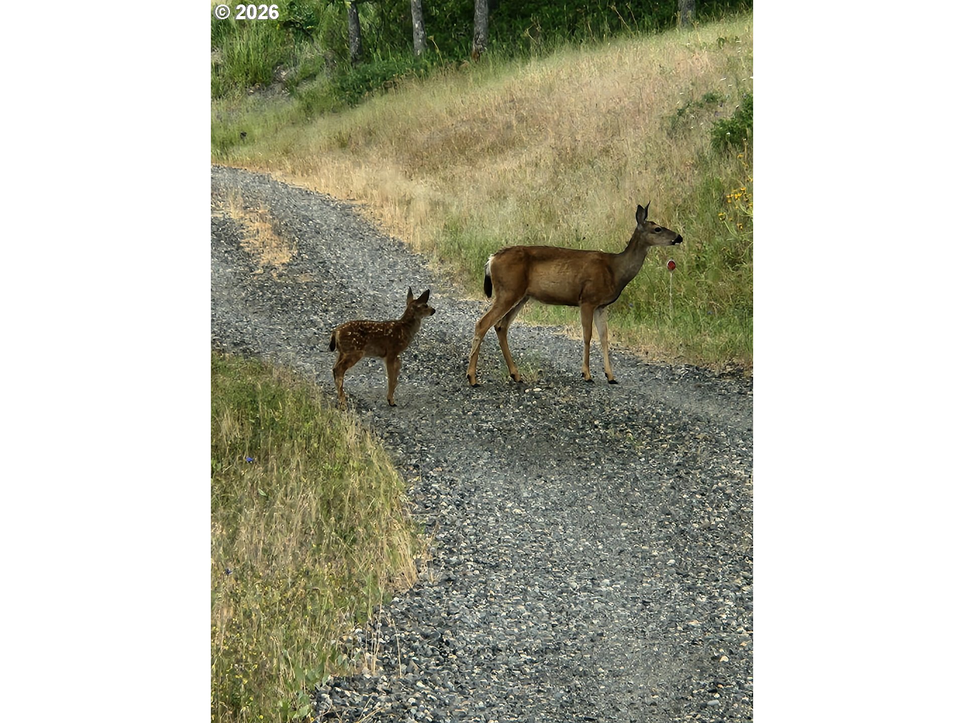 12 Mount Adams View Road Lyle, WA 98635 - Photo 45 of 48