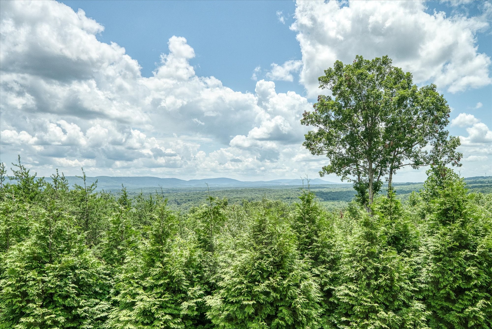 61 Bluff View Terrace Crossville, TN 38558 - Photo 8 of 81