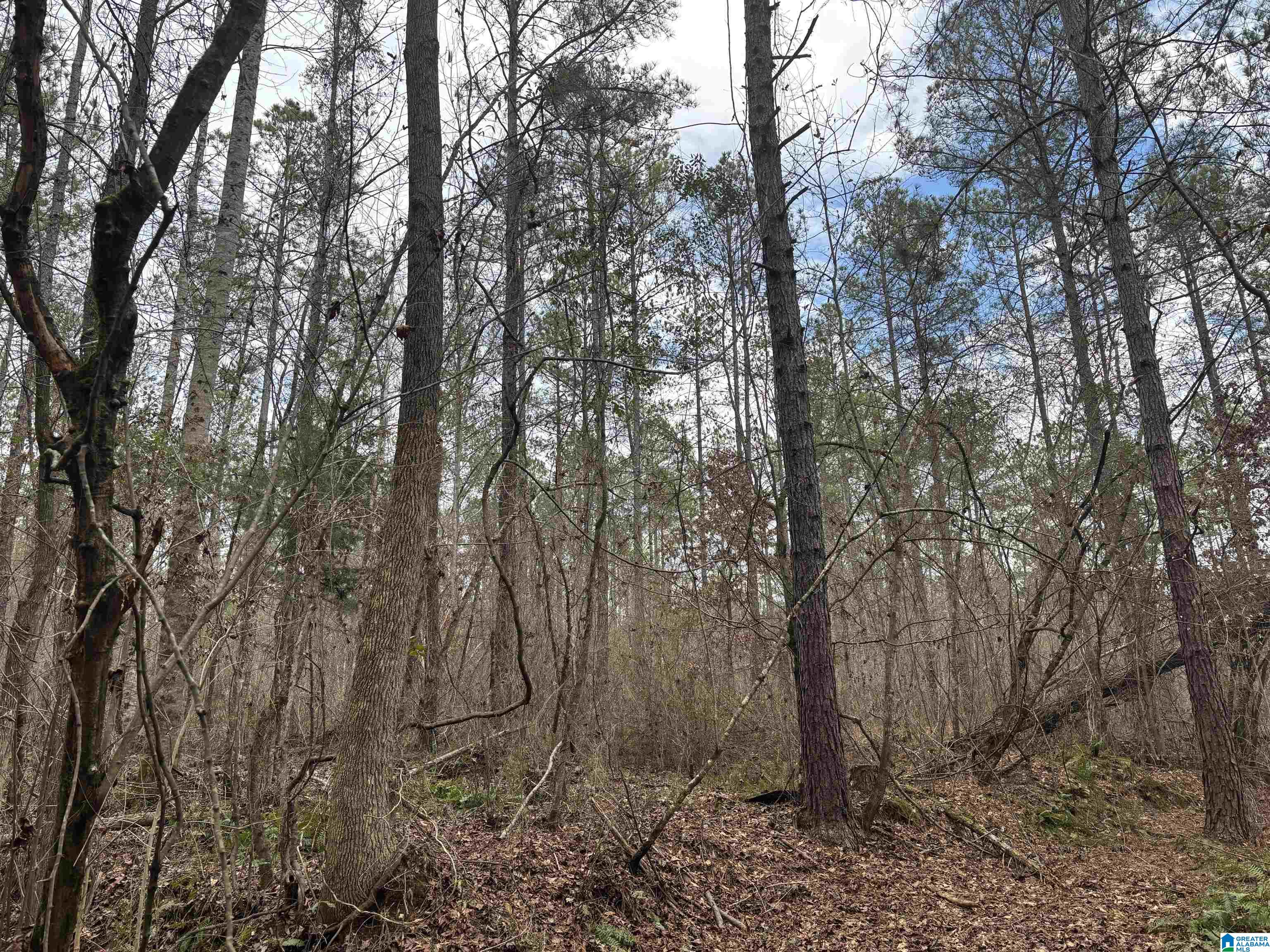 831 County Road, Unit TRACT 3 30± Wadley, AL 36276 - Photo 4 of 14