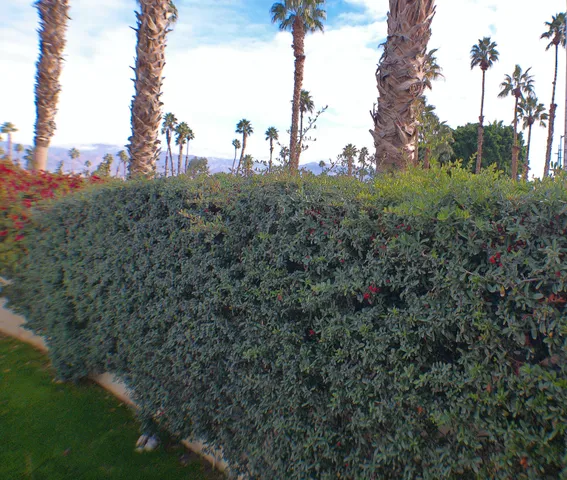 a view of a city with lush green forest