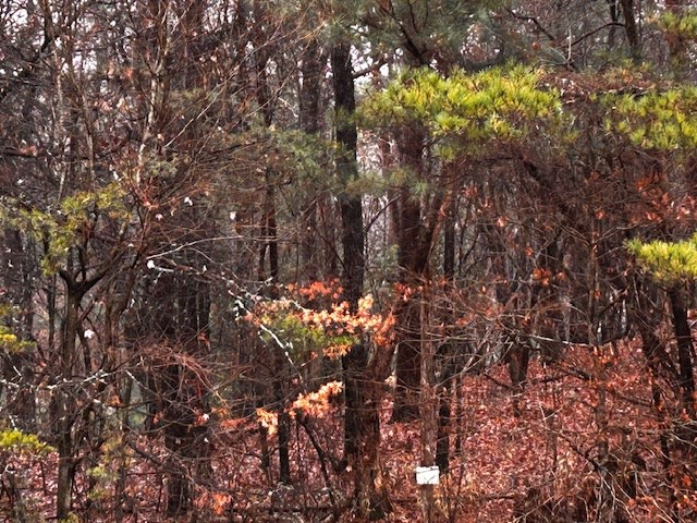 0 Talona Road Ellijay, GA 30536 - Photo 4 of 9