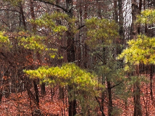 0 Talona Road Ellijay, GA 30536 - Photo 5 of 9