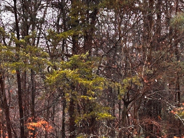 0 Talona Road Ellijay, GA 30536 - Photo 6 of 9