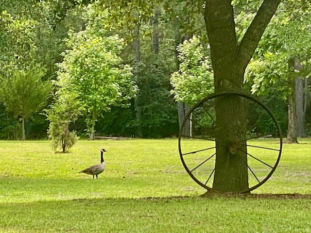 6113 Womack Road Summit, MS 39666 - Photo 3 of 54 Photo 3
