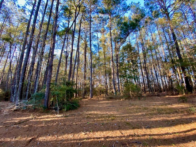 6113 Womack Road Summit, MS 39666 - Photo 33 of 54 Photo 33