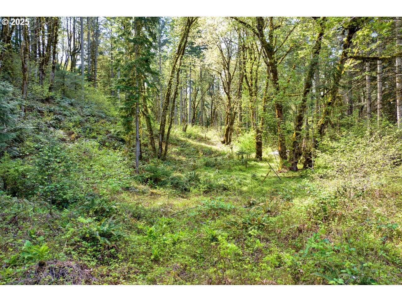 38220 Boscage Lane Springfield, OR 97478 - Photo 19 of 31 a view of outdoor space and trees