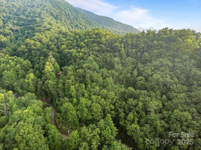 a view of a lush green forest with trees in the background