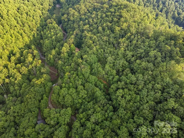 a view of a lush green forest