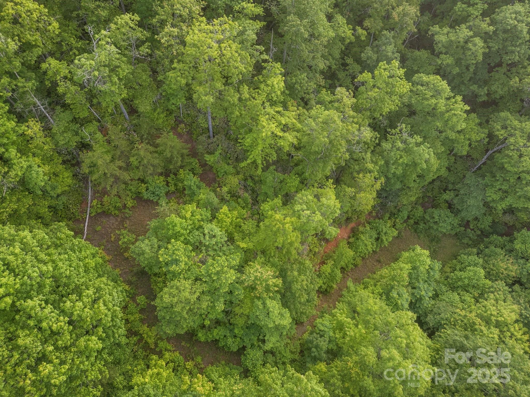 10 Turkey Trot Trail Sylva, NC 28779 - Photo 4 of 16 a view of a lush green forest