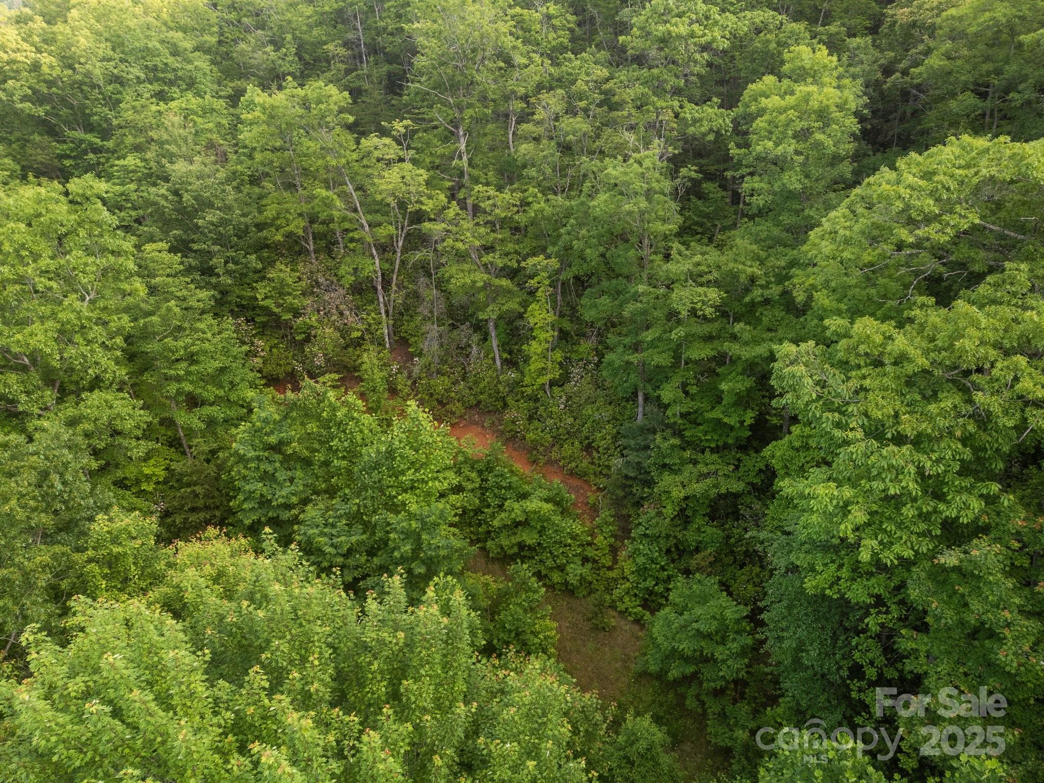 10 Turkey Trot Trail Sylva, NC 28779 - Photo 5 of 16 a view of a lush green forest