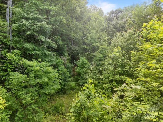a view of a lush green forest with large trees
