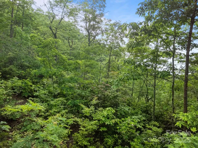 a view of a forest with a tree