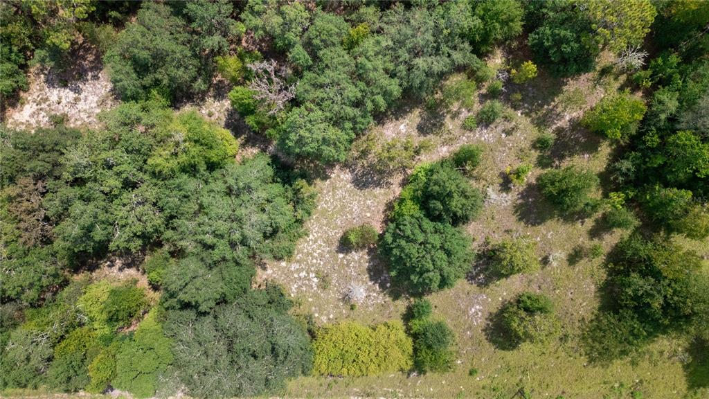 a view of a forest with a tree