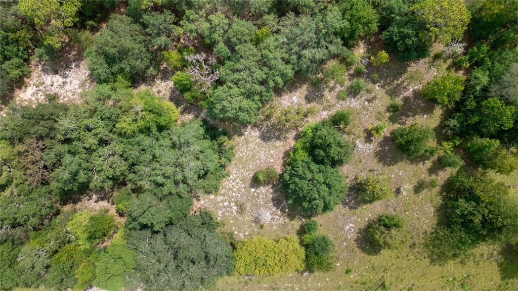 7697 Colorado Avenue Keystone Heights, FL 32656 - Photo 6 of 8 a view of a forest with a tree