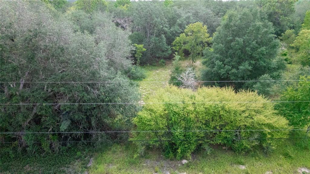 7697 Colorado Avenue Keystone Heights, FL 32656 - Photo 7 of 8 a view of a forest