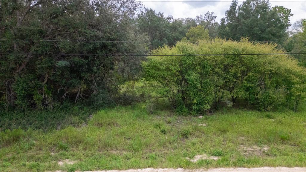 7697 Colorado Avenue Keystone Heights, FL 32656 - Photo 8 of 8 a view of a forest