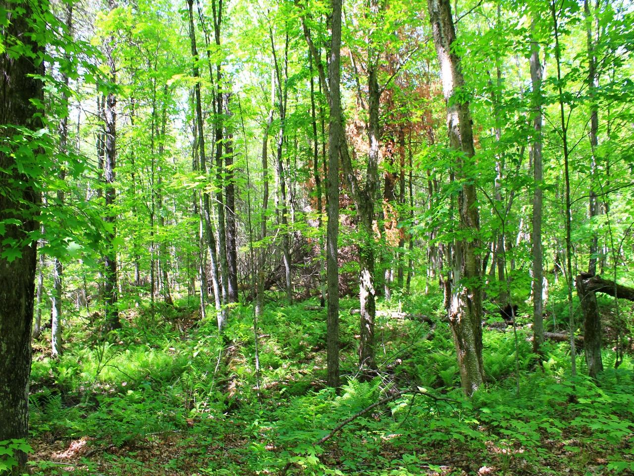 8305 Desperation Road Mercer, WI 54547 - Photo 28 of 41 Gallery Image 28