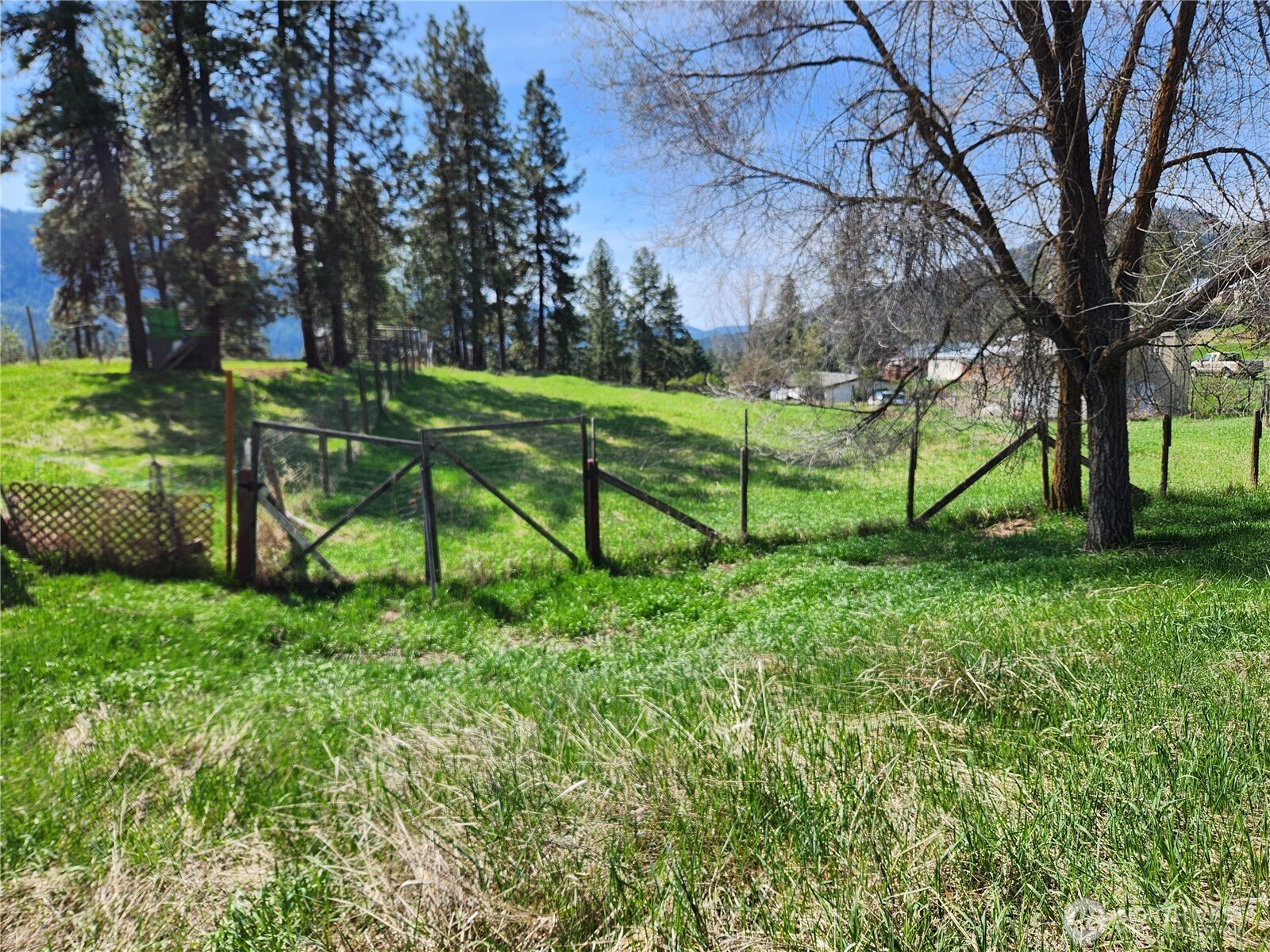 a view of a park with large trees