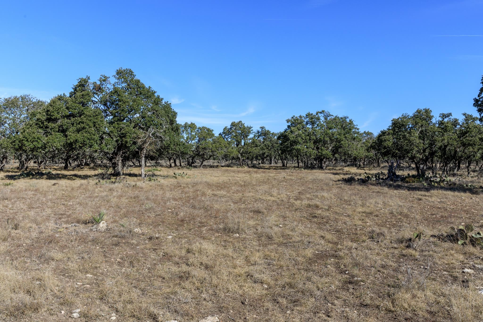 251 Blackjack Ranch Road Harper, TX 78631 - Photo 16 of 16 a view of a dry yard with trees
