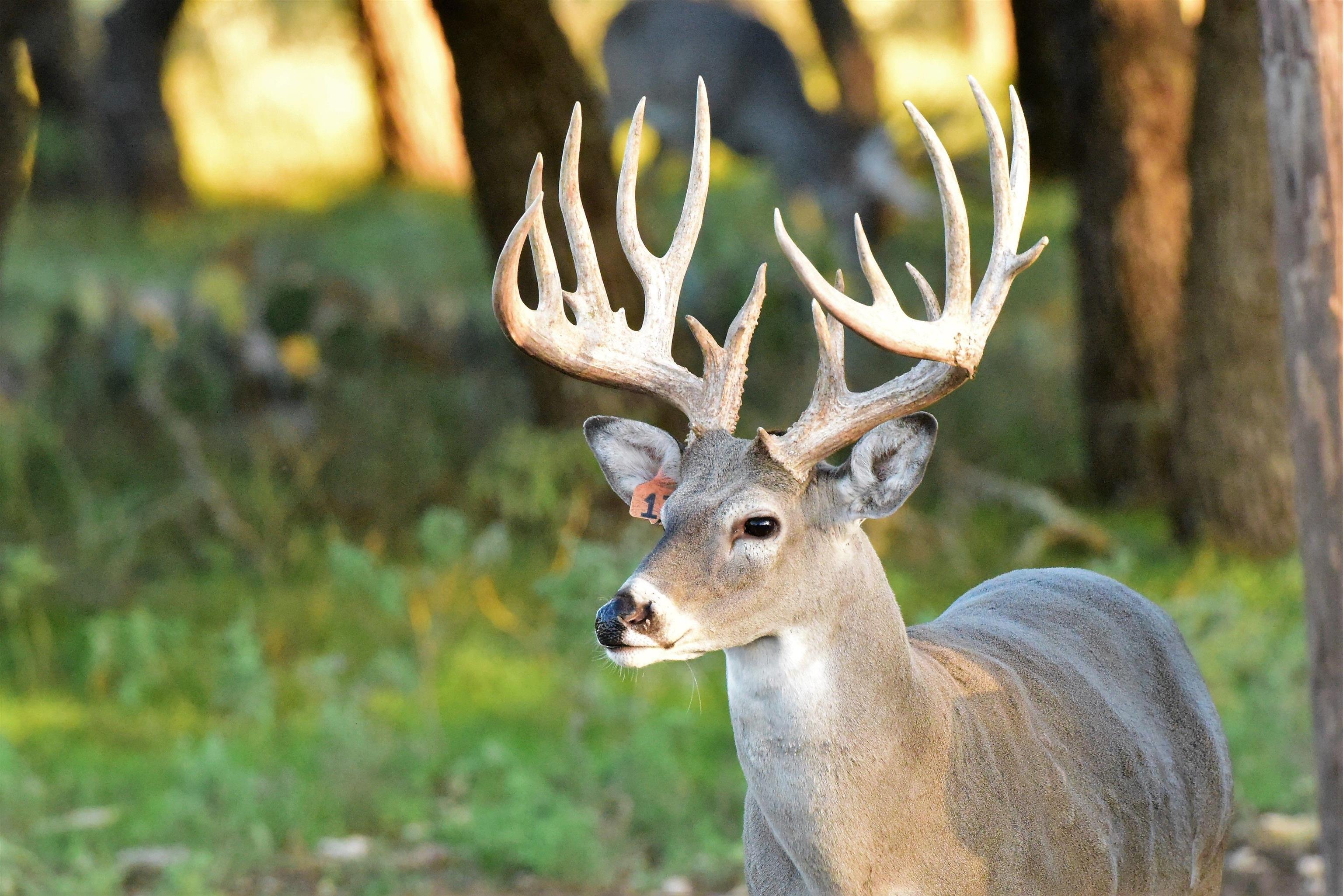 251 Blackjack Ranch Road Harper, TX 78631 - Photo 3 of 16
