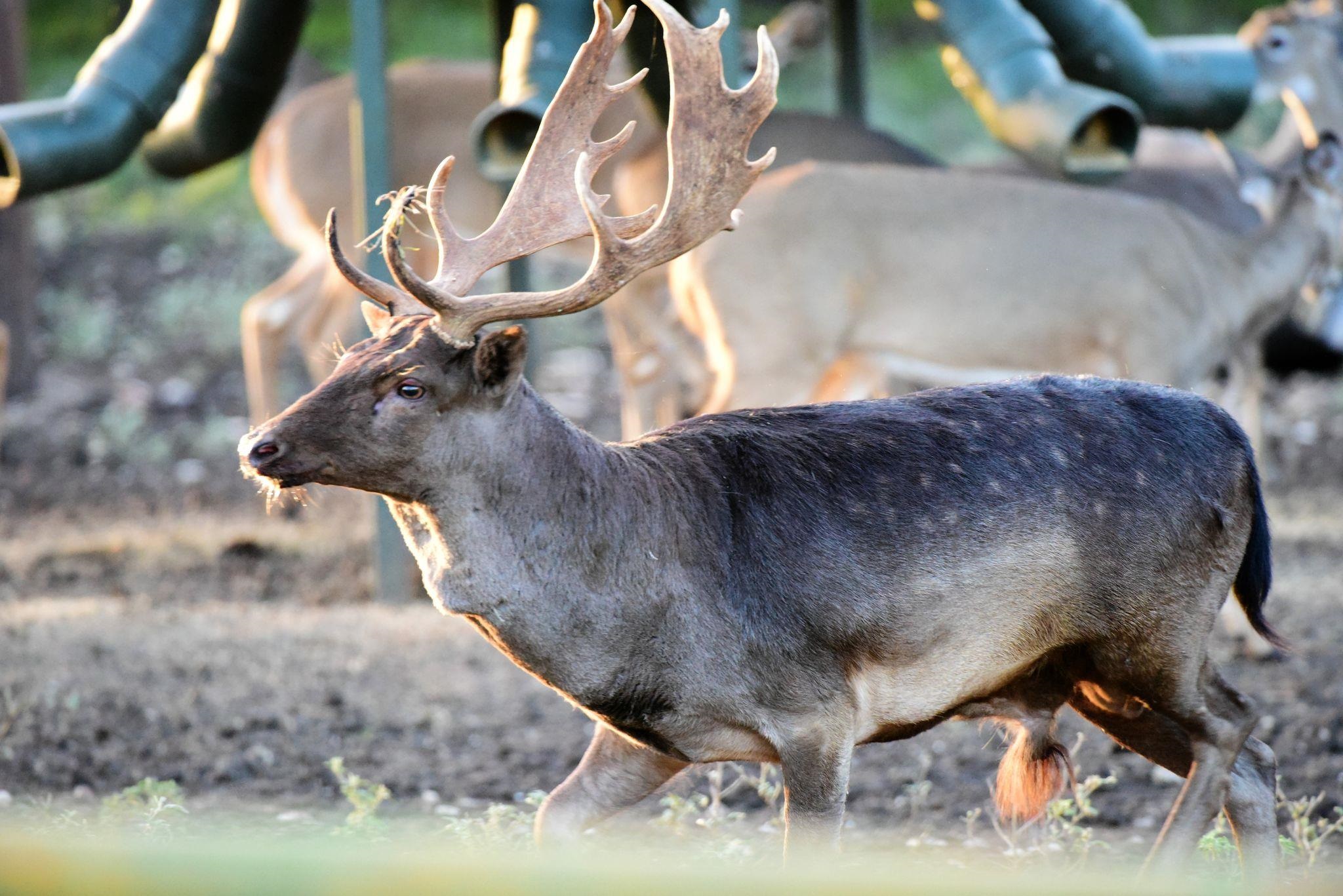 251 Blackjack Ranch Road Harper, TX 78631 - Photo 4 of 16 a living room with furniture and floor to ceiling window