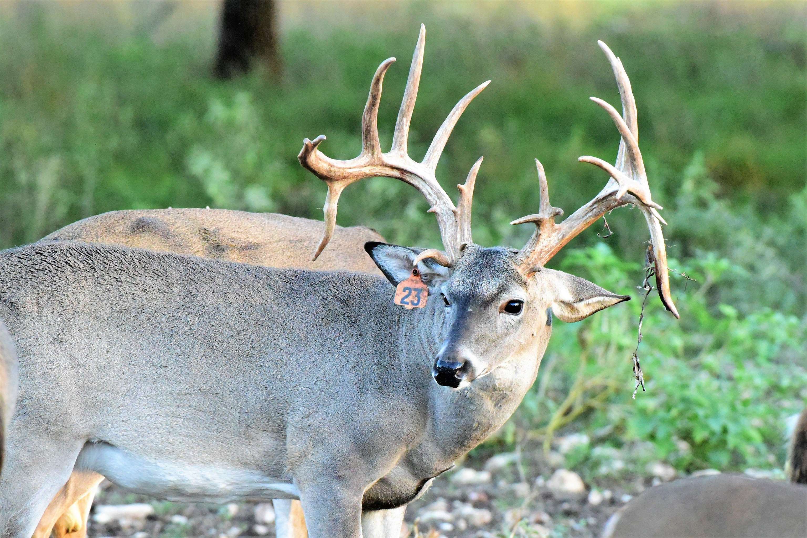 251 Blackjack Ranch Road Harper, TX 78631 - Photo 5 of 16 a backyard of a house with lots of green space