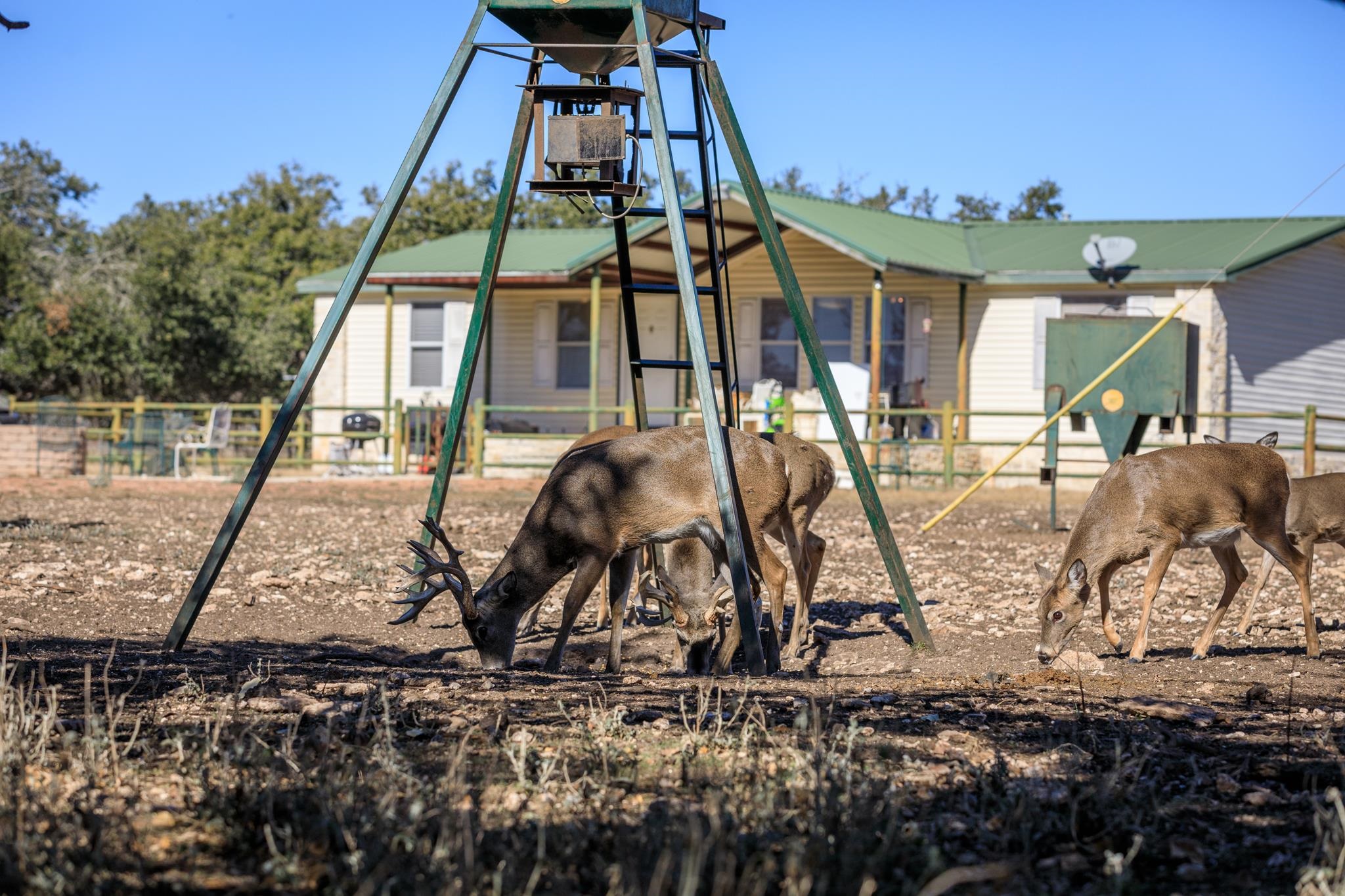 251 Blackjack Ranch Road Harper, TX 78631 - Photo 6 of 16 a view of a house with backyard