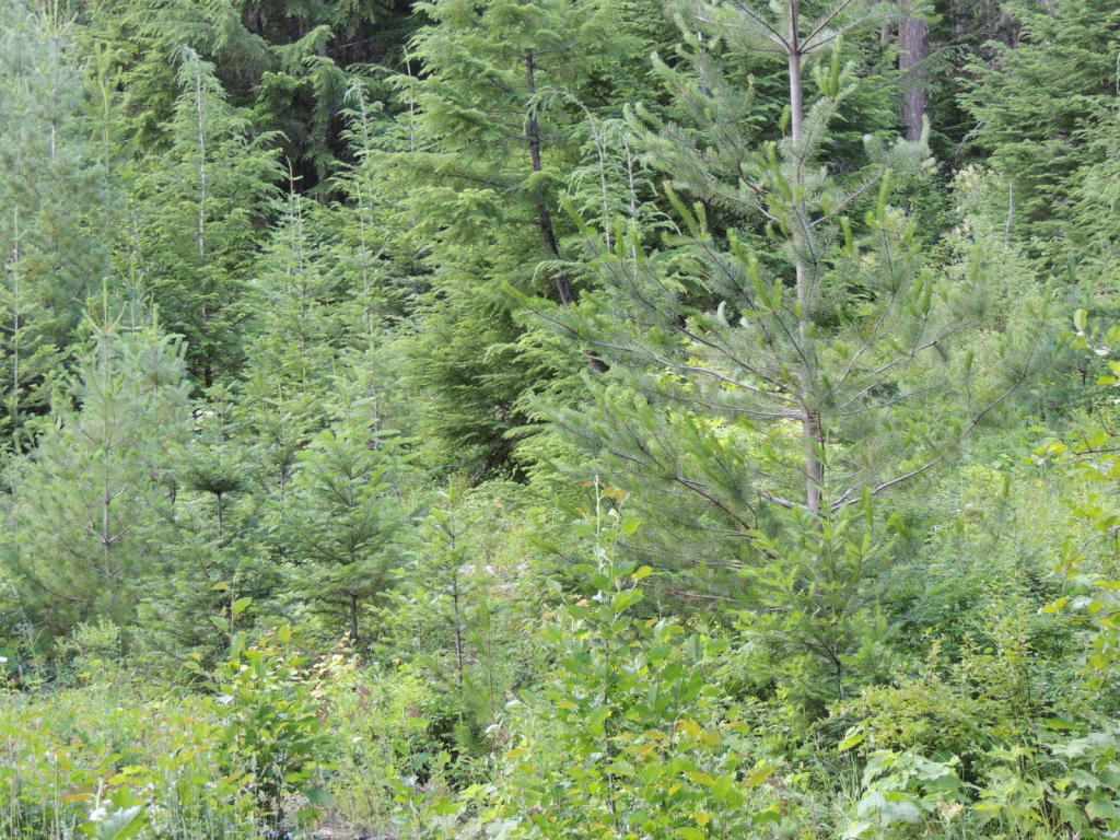 20311 East Temple Road Newman Lake, WA 99025 - Photo 6 of 11 Gallery Image 6