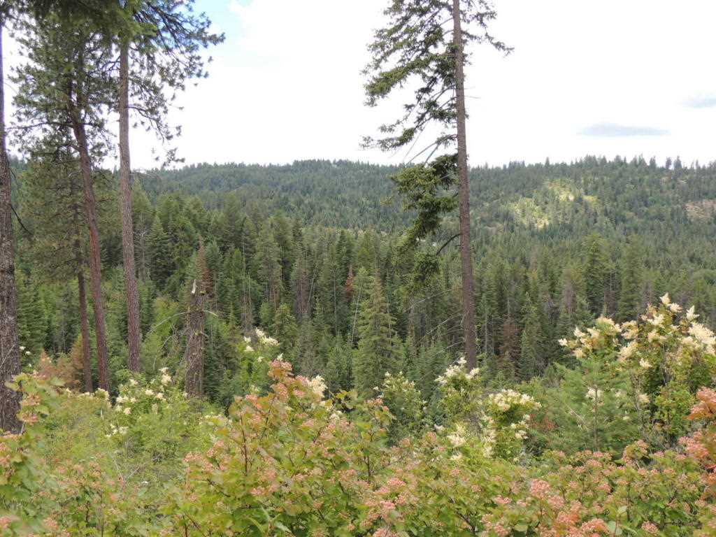 20311 East Temple Road Newman Lake, WA 99025 - Photo 10 of 11 Gallery Image 10