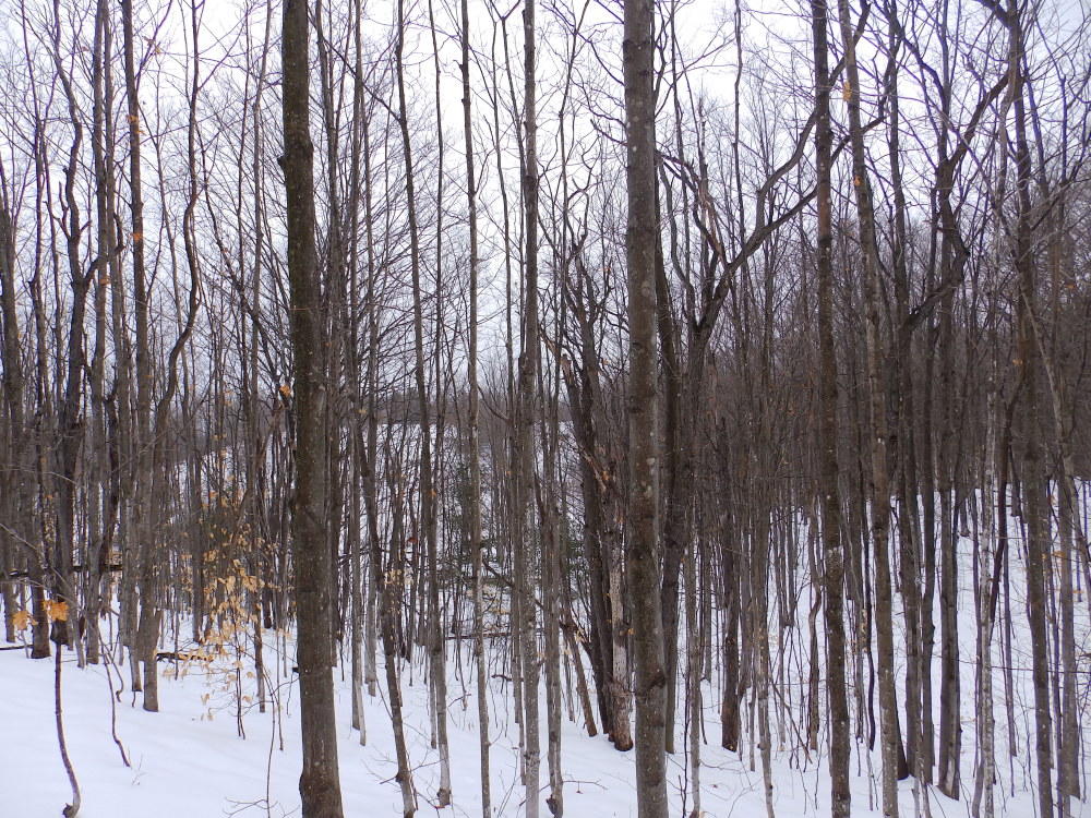 Keil Road Mancelona, MI 49659 - Photo 25 of 48 Gallery Image 25