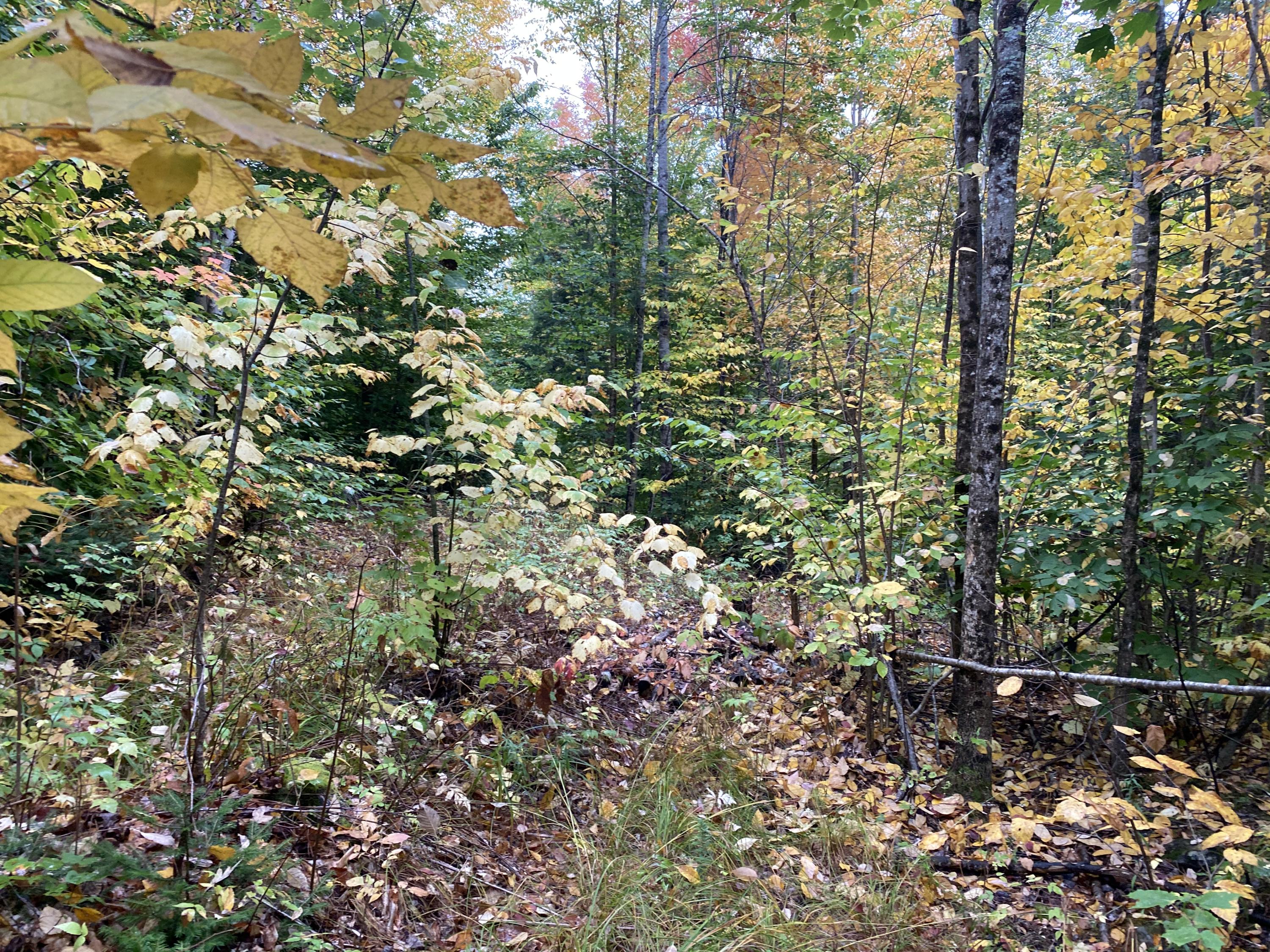 Lot 46 Dill Valley Road Lakeville, ME 04487 - Photo 12 of 38 Photo Sep 29, 11 54 53 AM